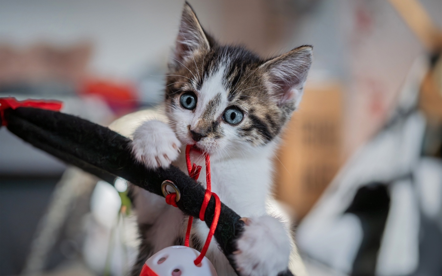 Смешной голубоглазый котенок играет с игрушкой