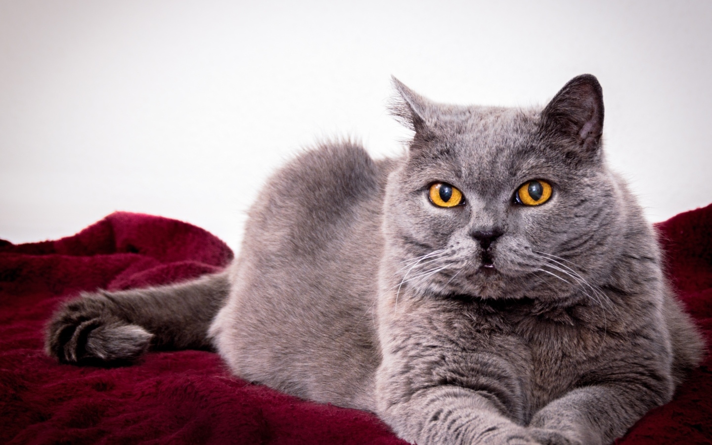 Серый породистый кот с желтыми глазами 
