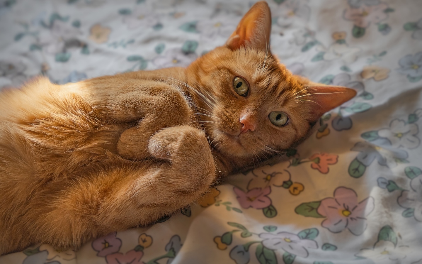 Зеленоглазый рыжий кот лежит на постели