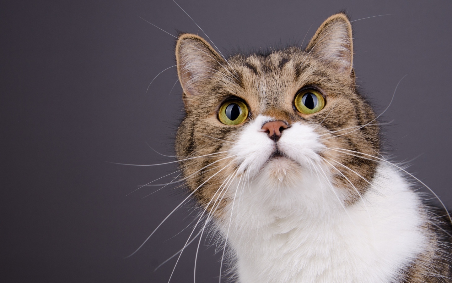 Морда зеленоглазой кошки на сером фоне