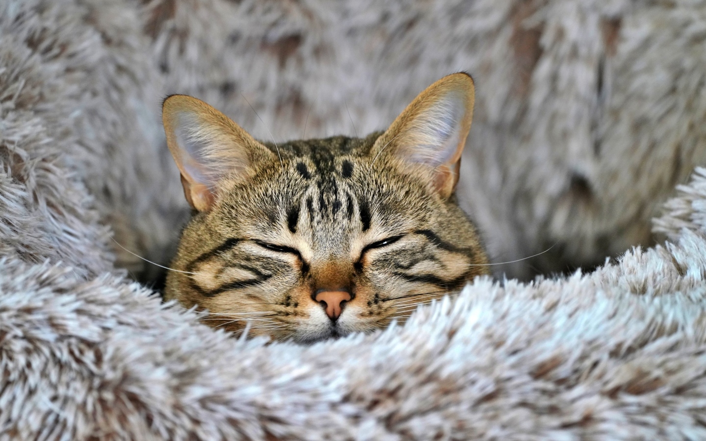 Довольный серый полосатый кот спит на покрывале