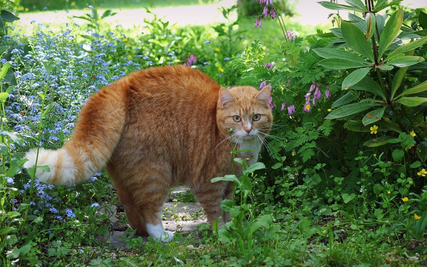 Испуганный рыжий кот в зеленой траве