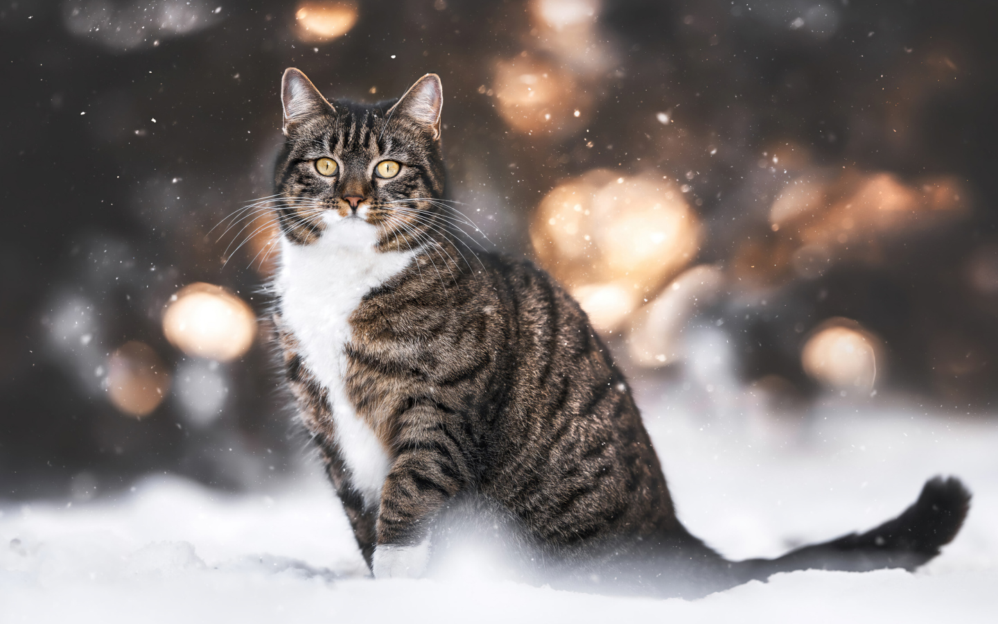 Полосатый кот сидит на холодном снегу