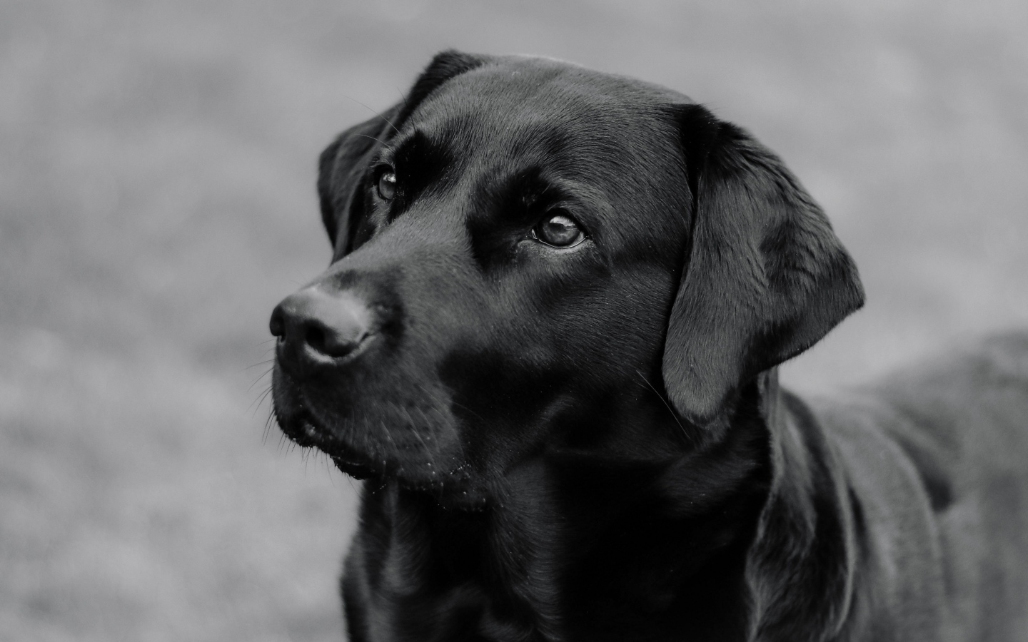 Большой черный лабрадор с умным взглядом