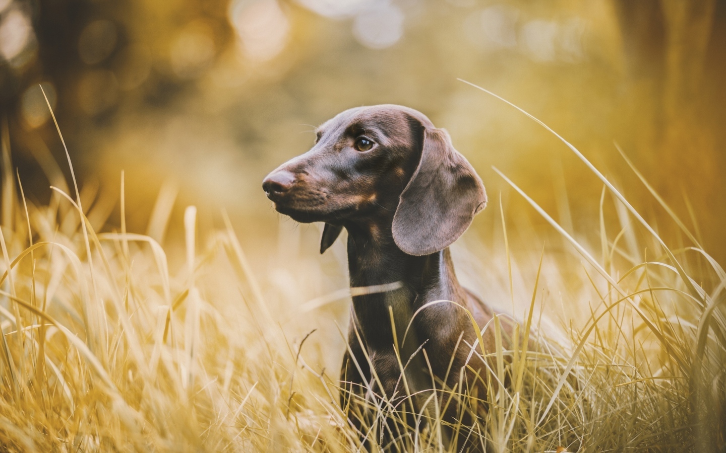 Такса сидит в высокой траве