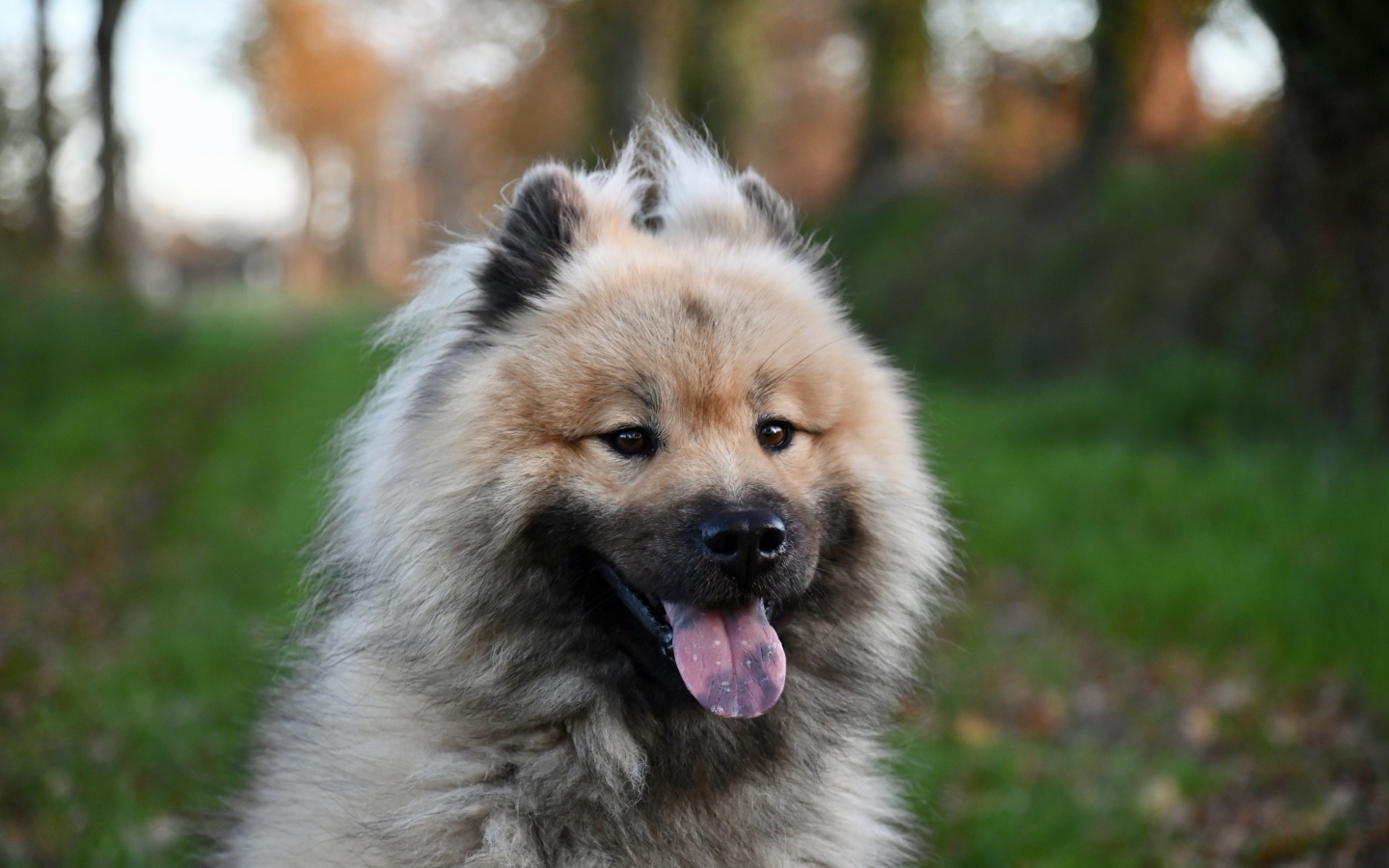 Евразийский щенок с высунутым языком