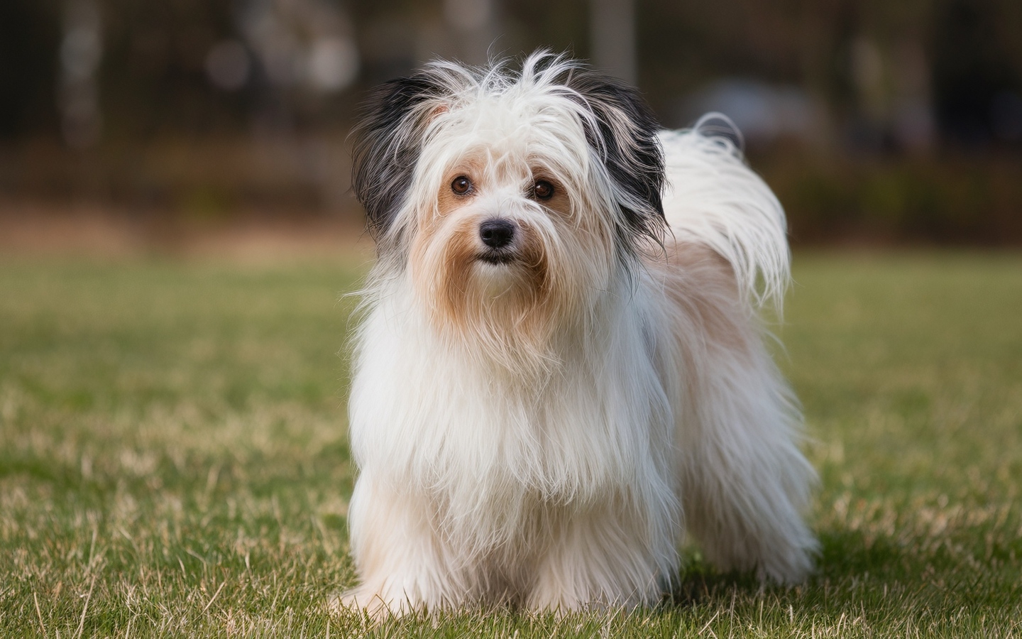 Пушистая собака на зеленой траве