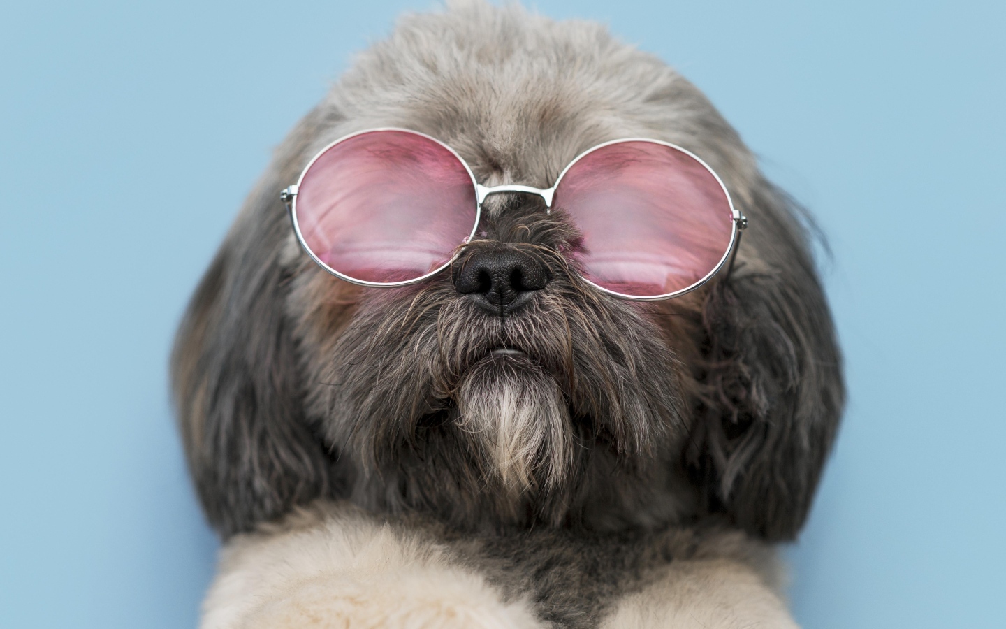 Пушистый пес в очках на голубом фоне