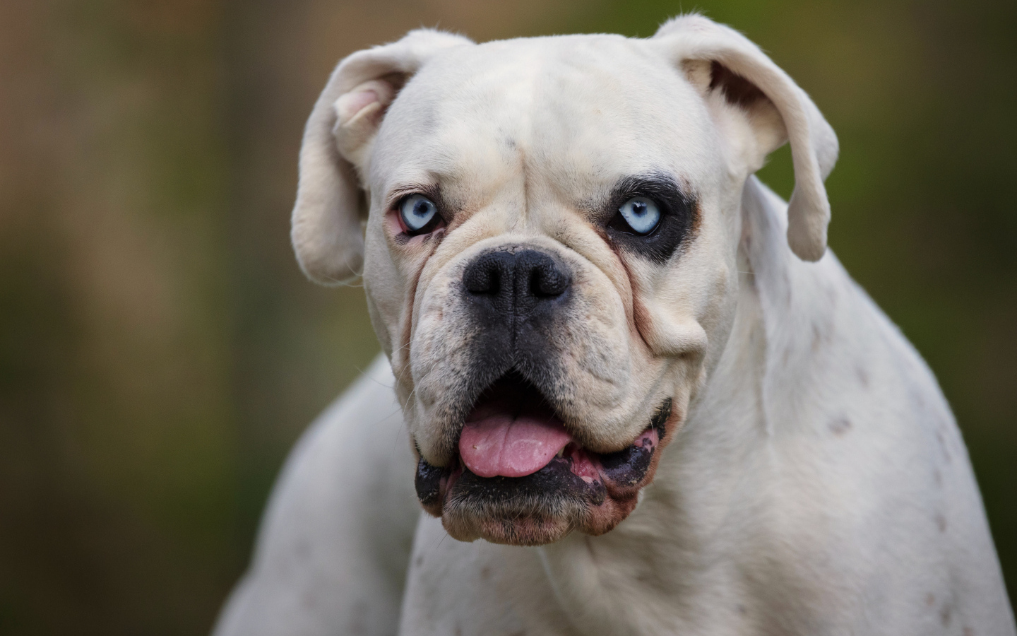 Большой белый немецкий боксер с голубыми глазами