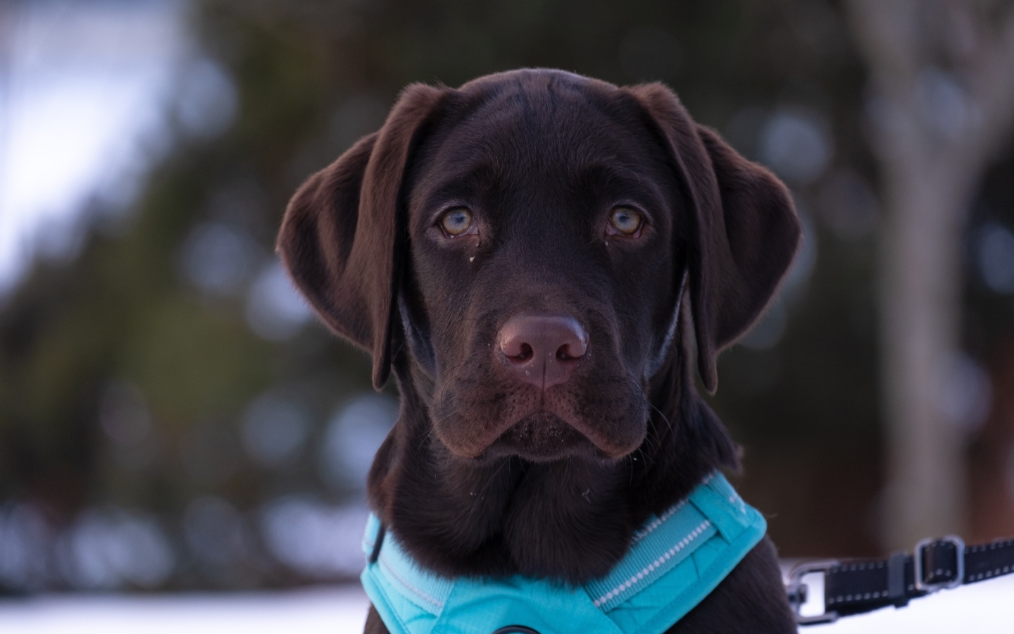 Грустный лабрадор зимой