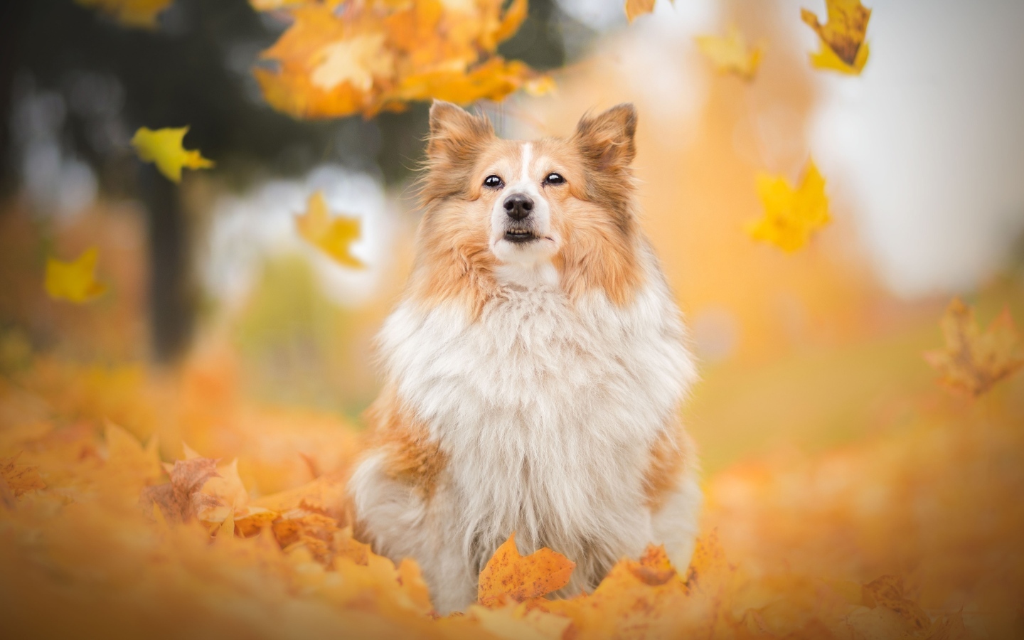 Шотландская овчарка сидит в осенних листьях