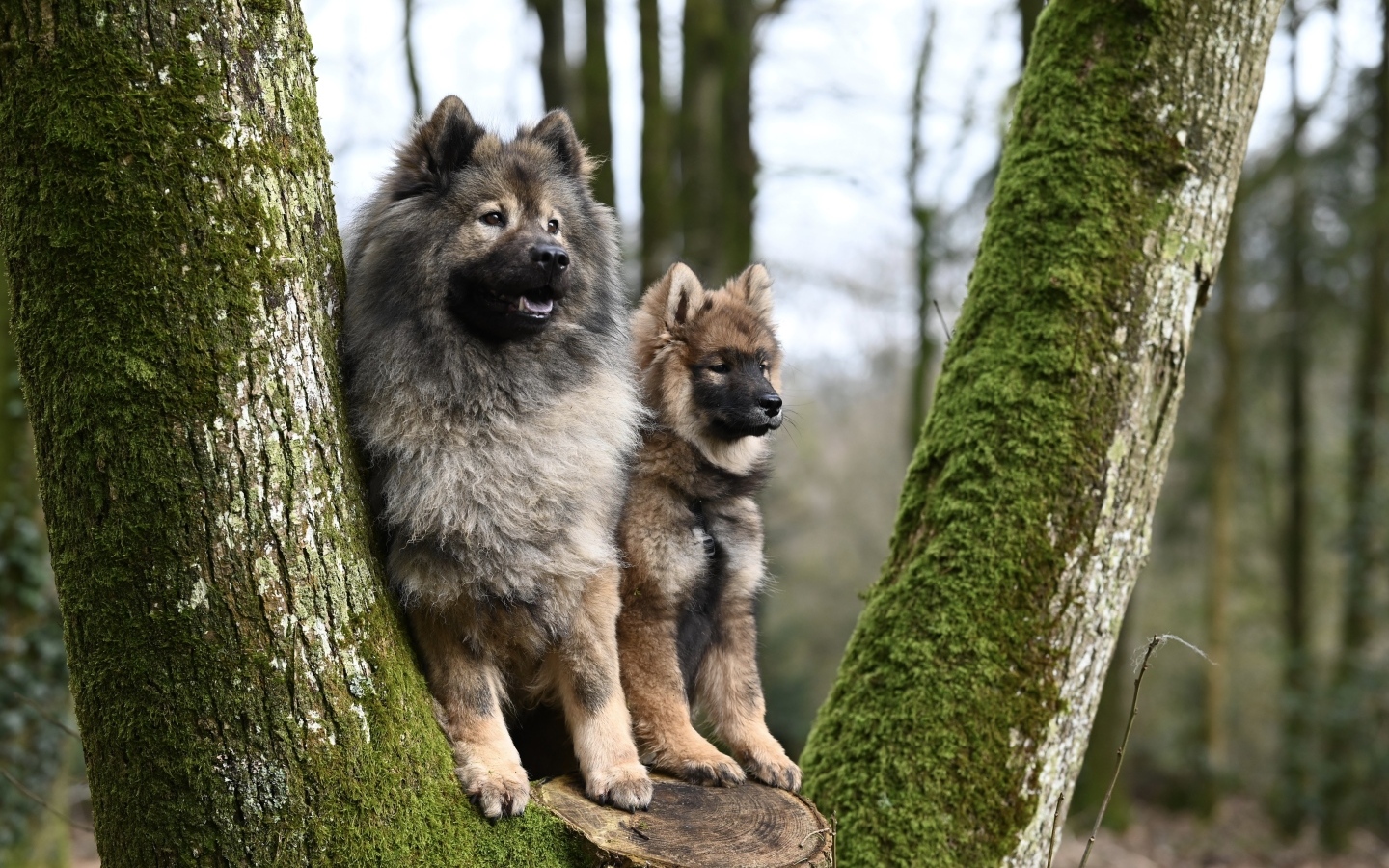 Две собаки породы евразийский плинн у дерева