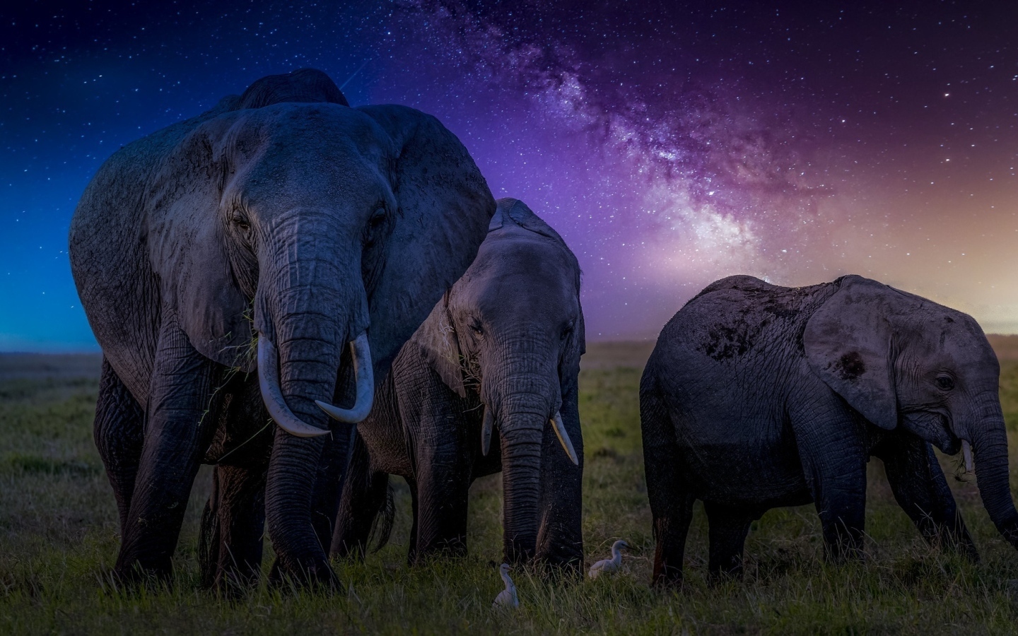 Стадо слонов на фоне звездного неба