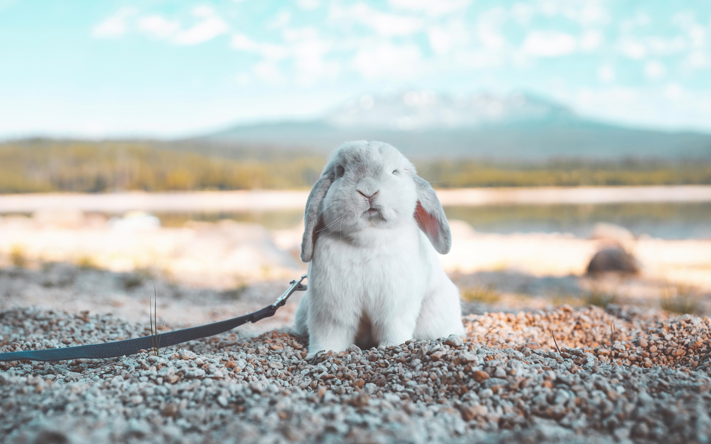 Декоративный кролик сидит на морской гальке