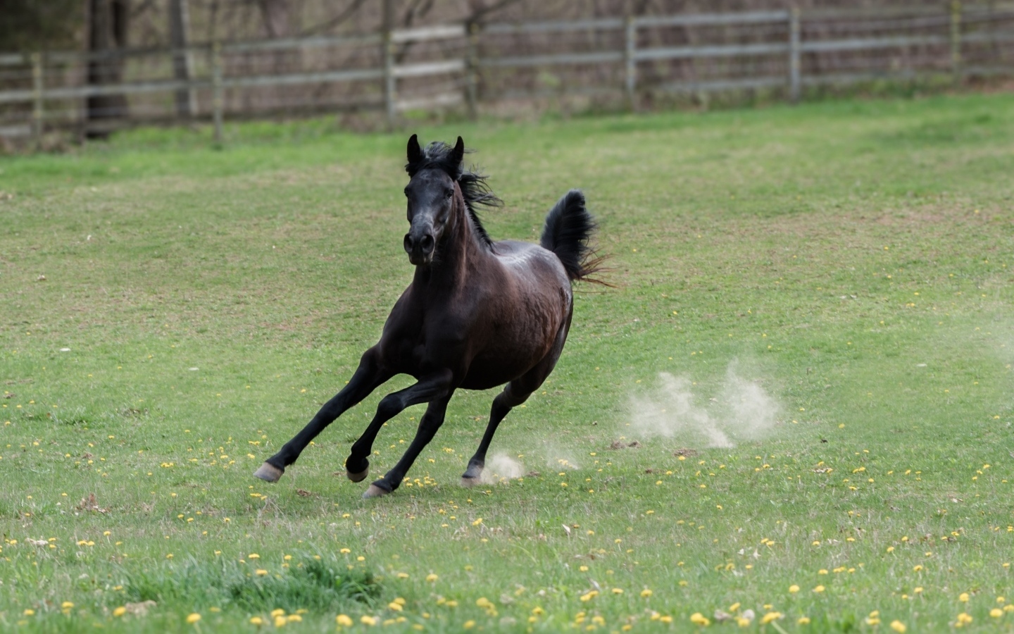 Галоп большого черного коня по зеленой траве