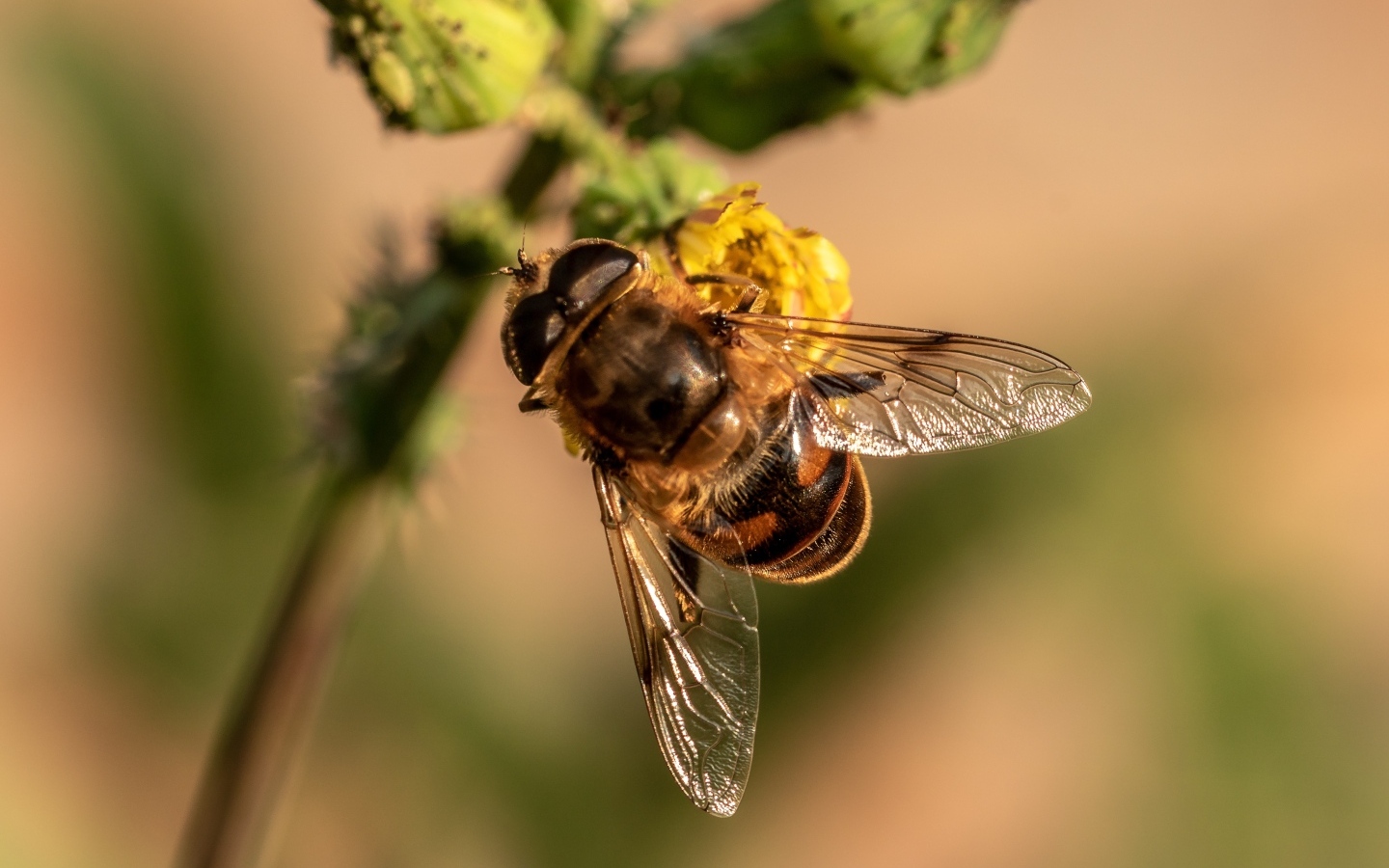 Муха сидит на желтом цветке крупным планом
