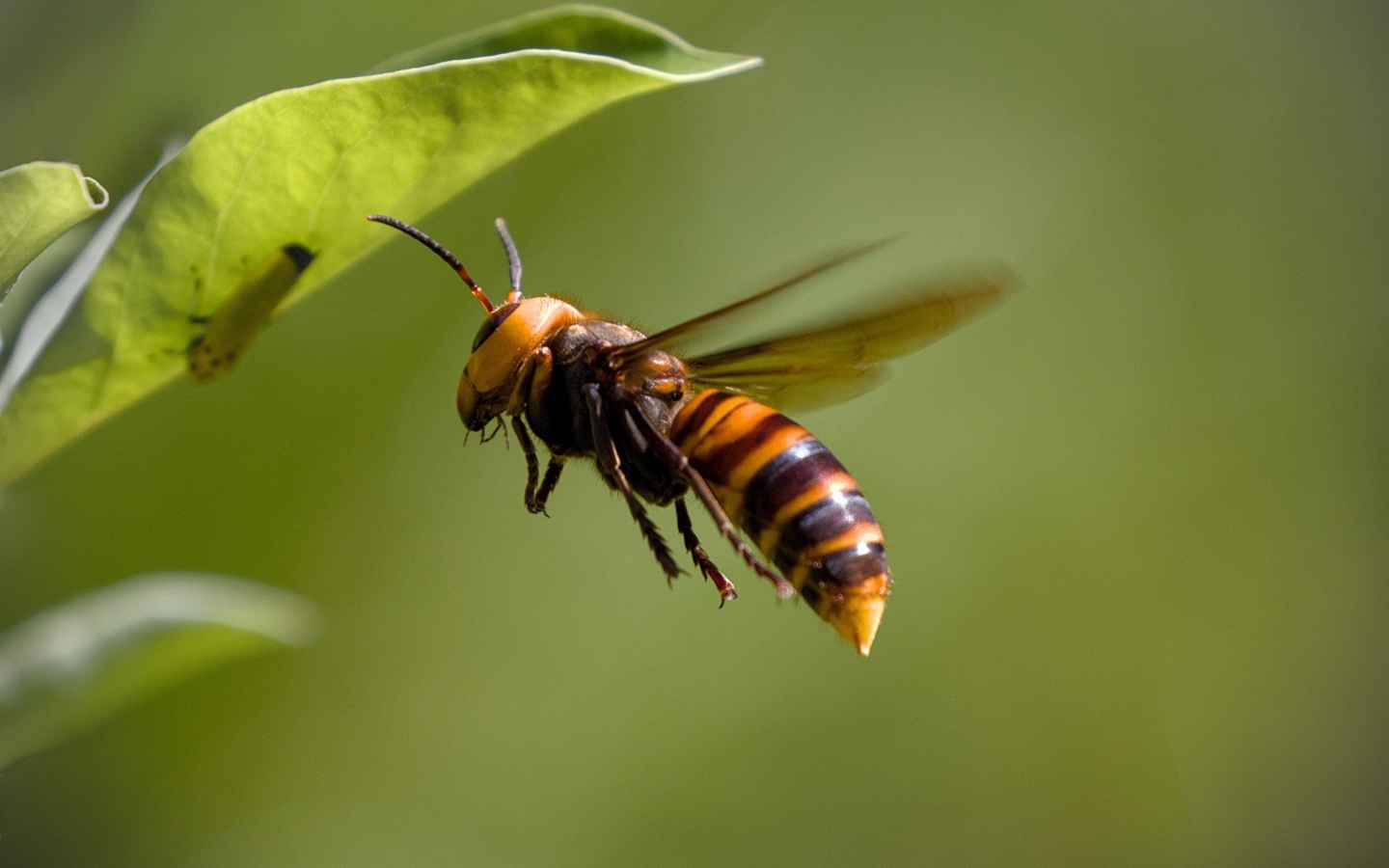 Большая оса летает у зеленых листьев 