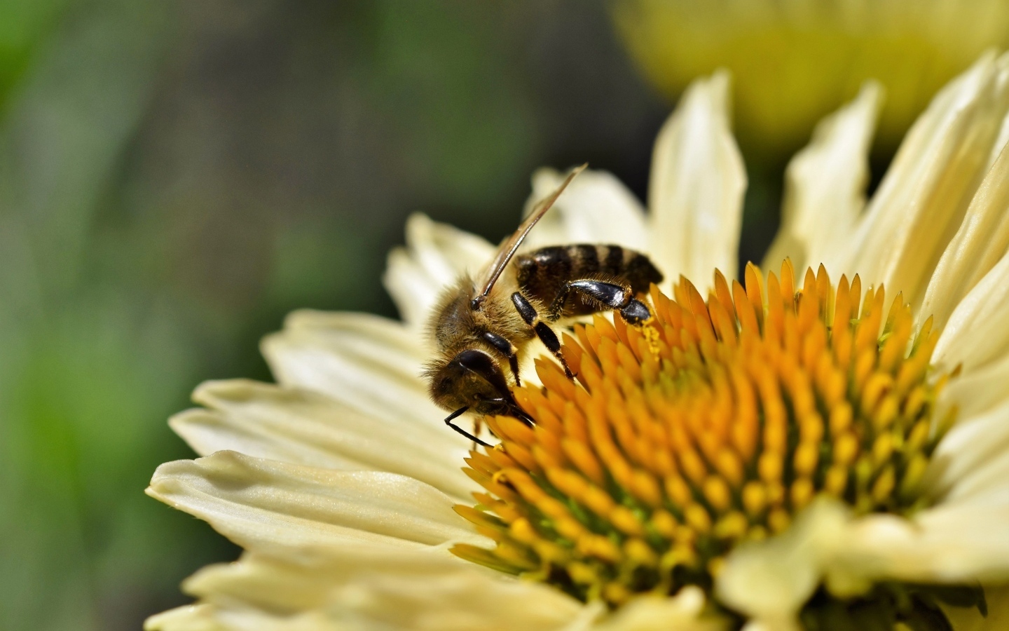 Пчела сидит на белом цветке