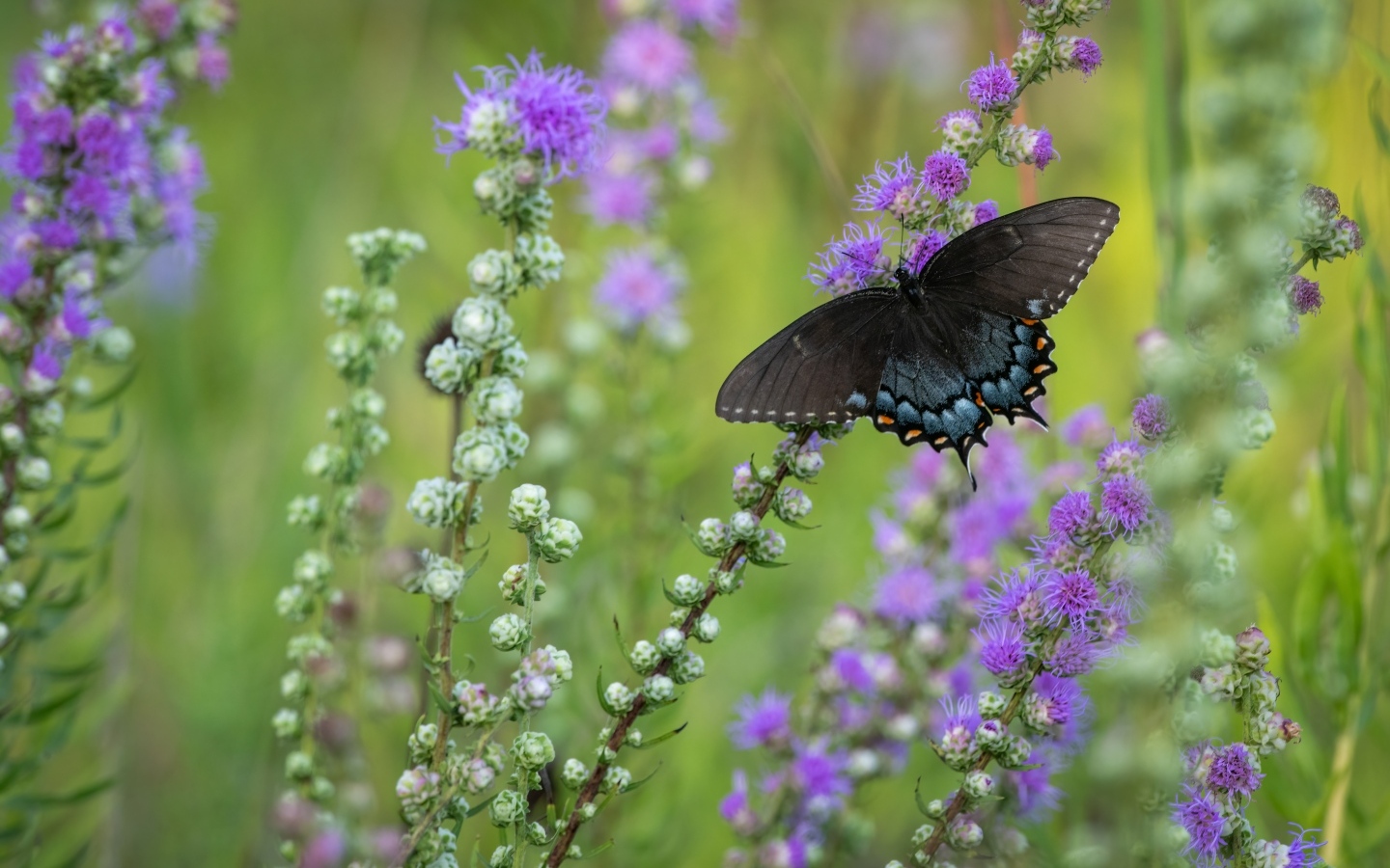 Черная бабочка сидит на фиолетовом цветке