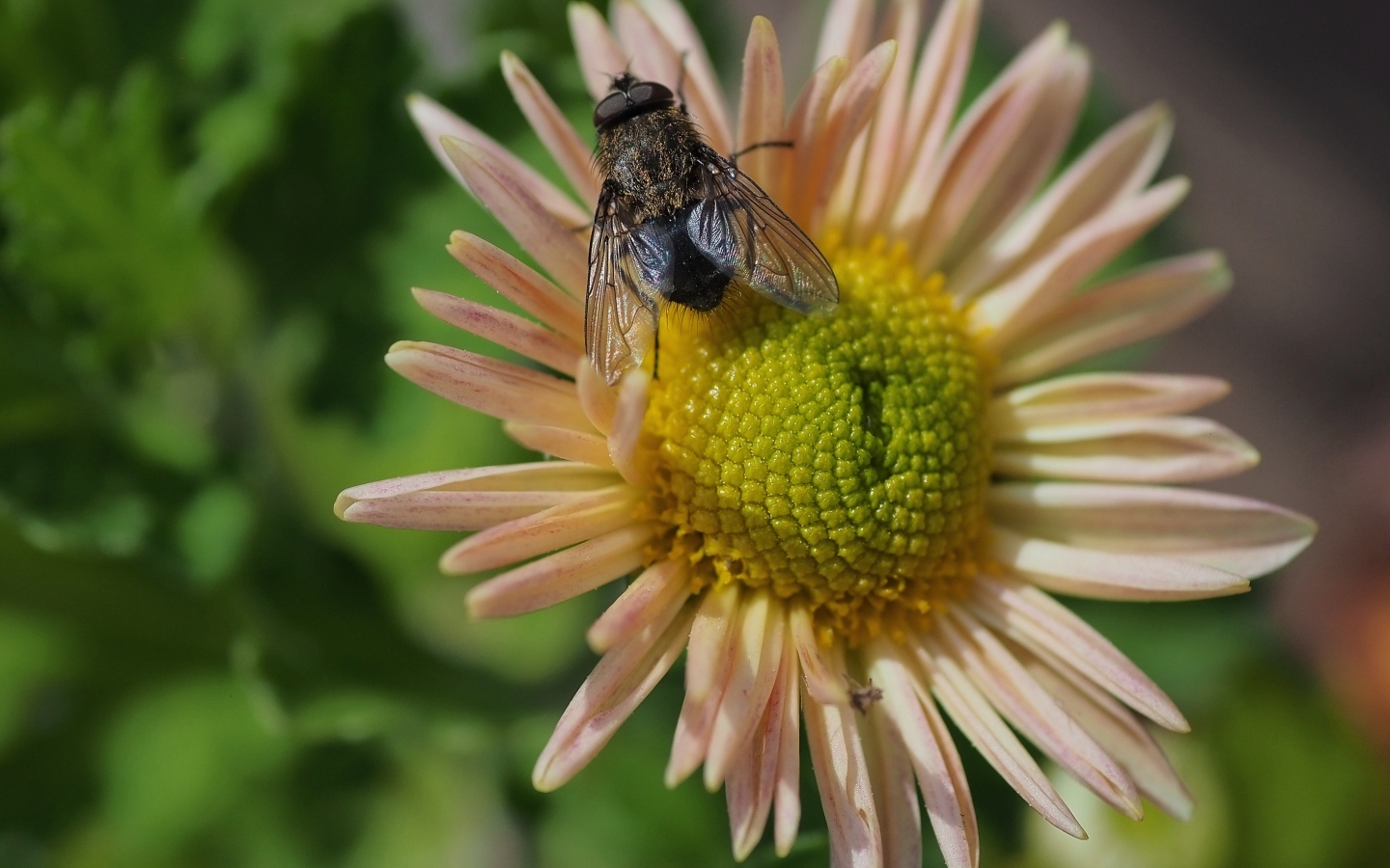 Черная муха сидит на цветке астры