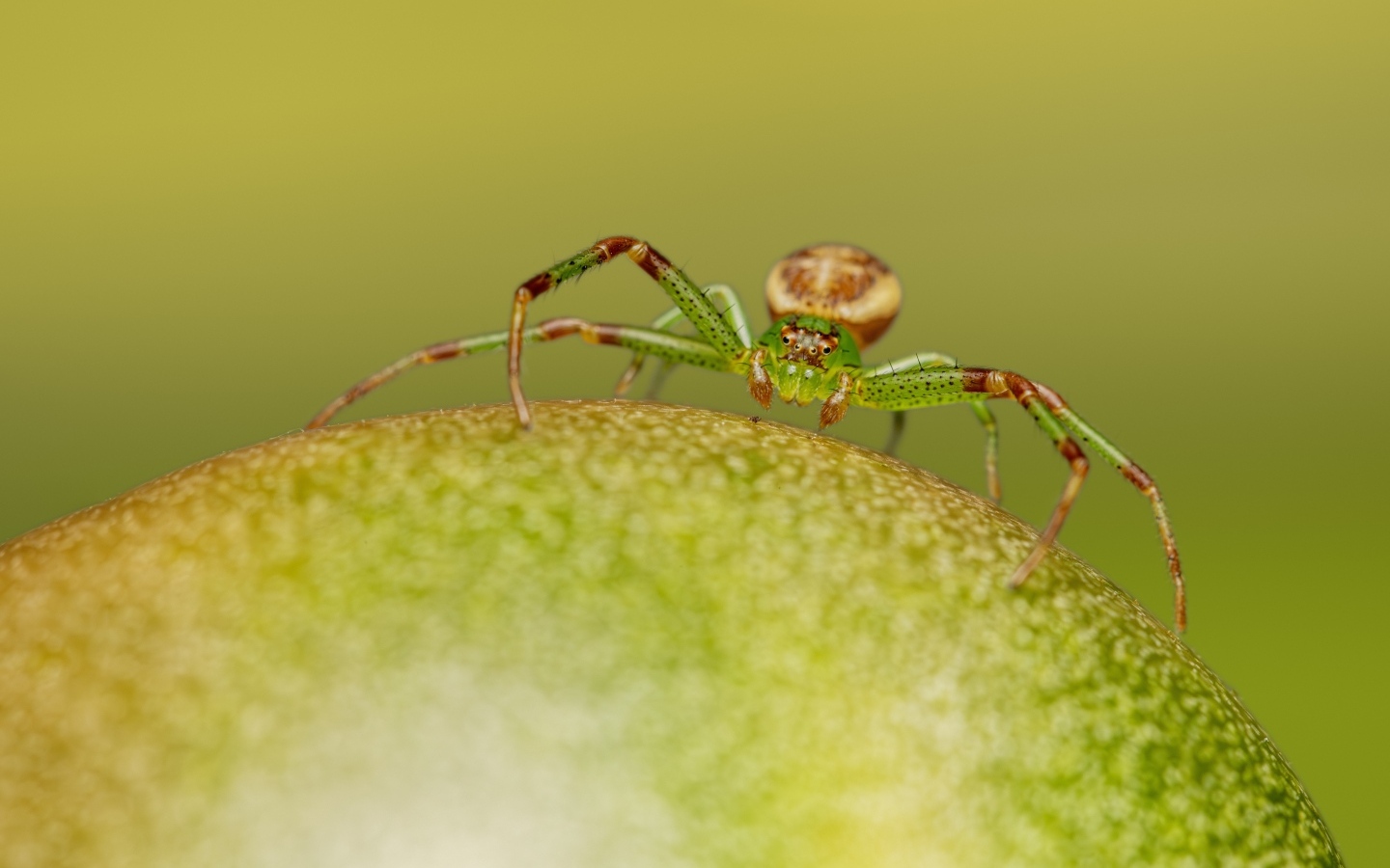 Зеленый паук сидит на фрукте