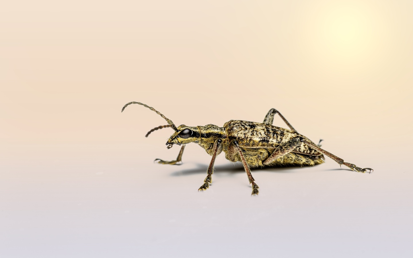 Большой чернопятнистый усач крупным планом