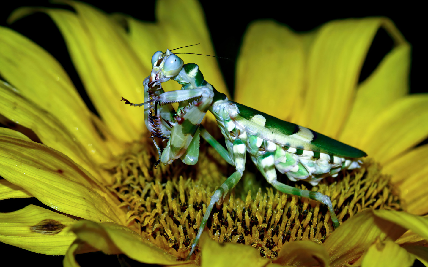 Большой зеленый богомол на желтом цветке подсолнуха