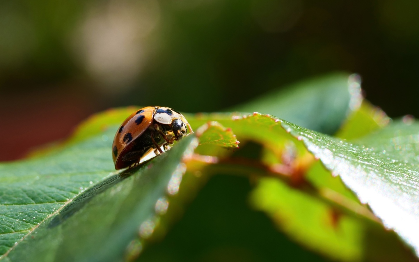 Пятнистая красная божья коровка на зеленом листке
