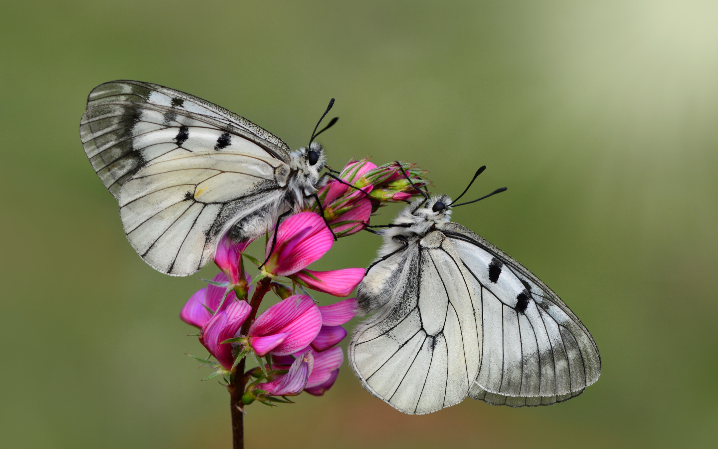 Две бабочки капустницы сидят на розовом цветке