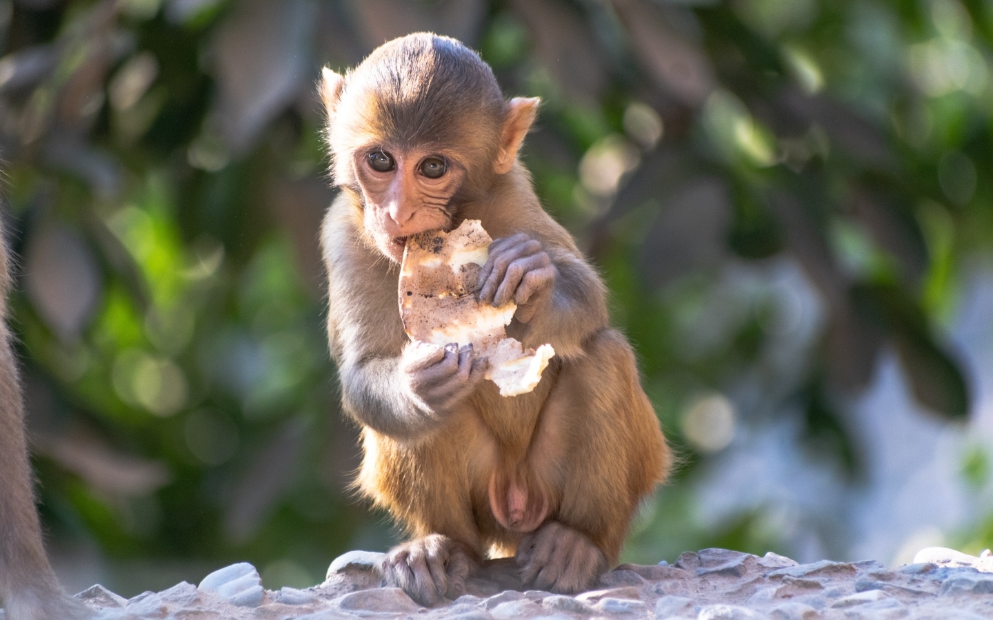 Маленькая обезьянка с едой
