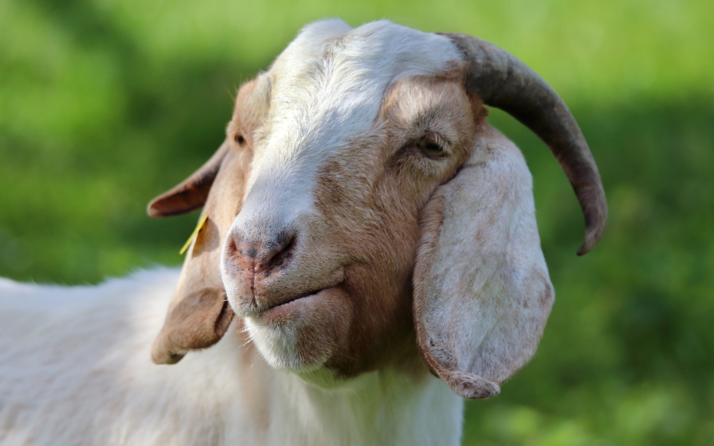Домашняя коза крупным планом