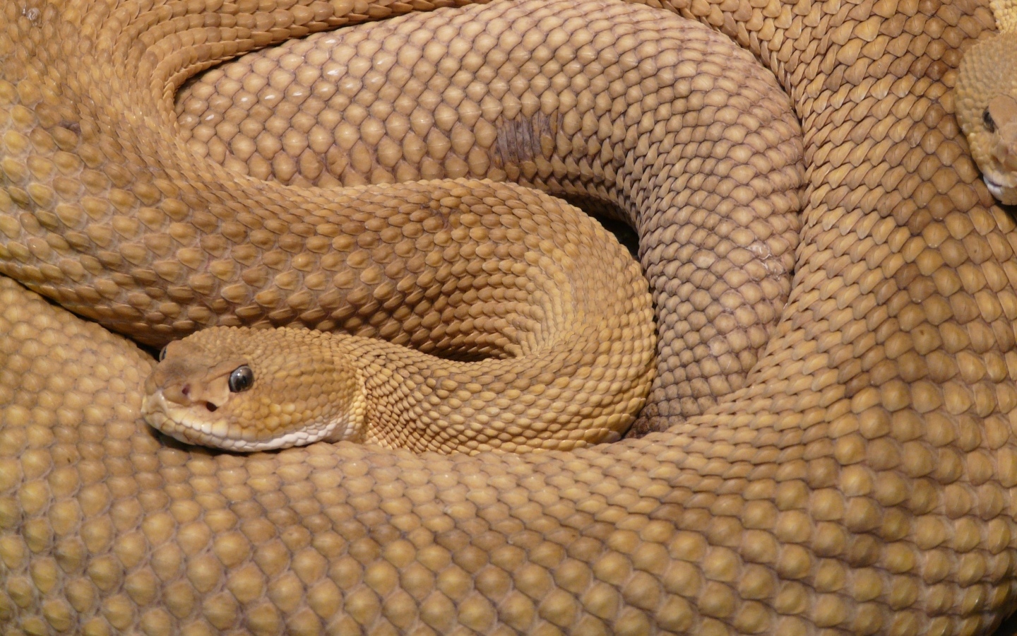 Большая коричневая гремучая змея