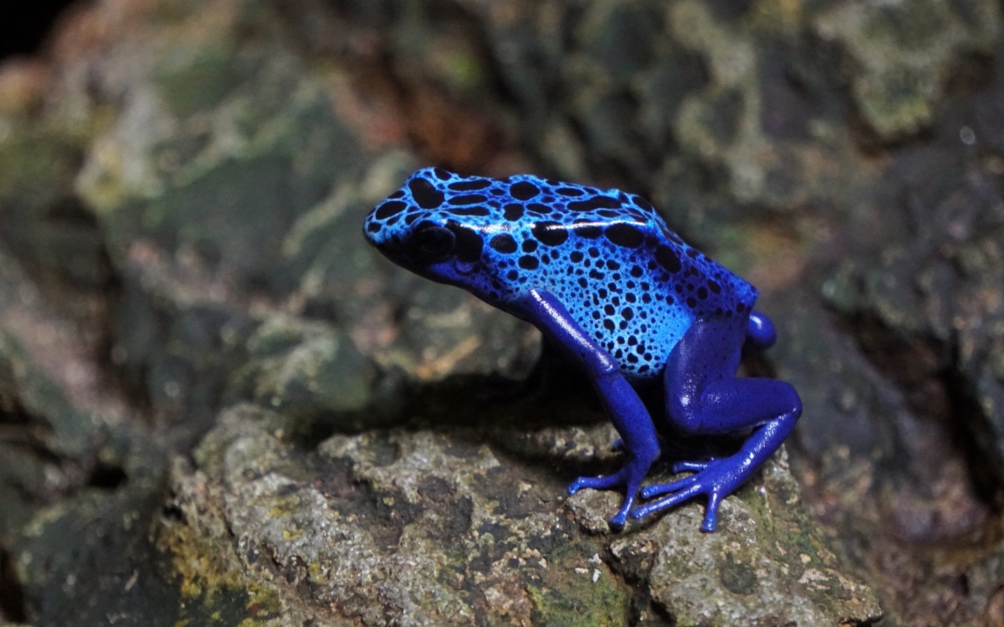 Синяя пятнистая лягушка сидит на камне