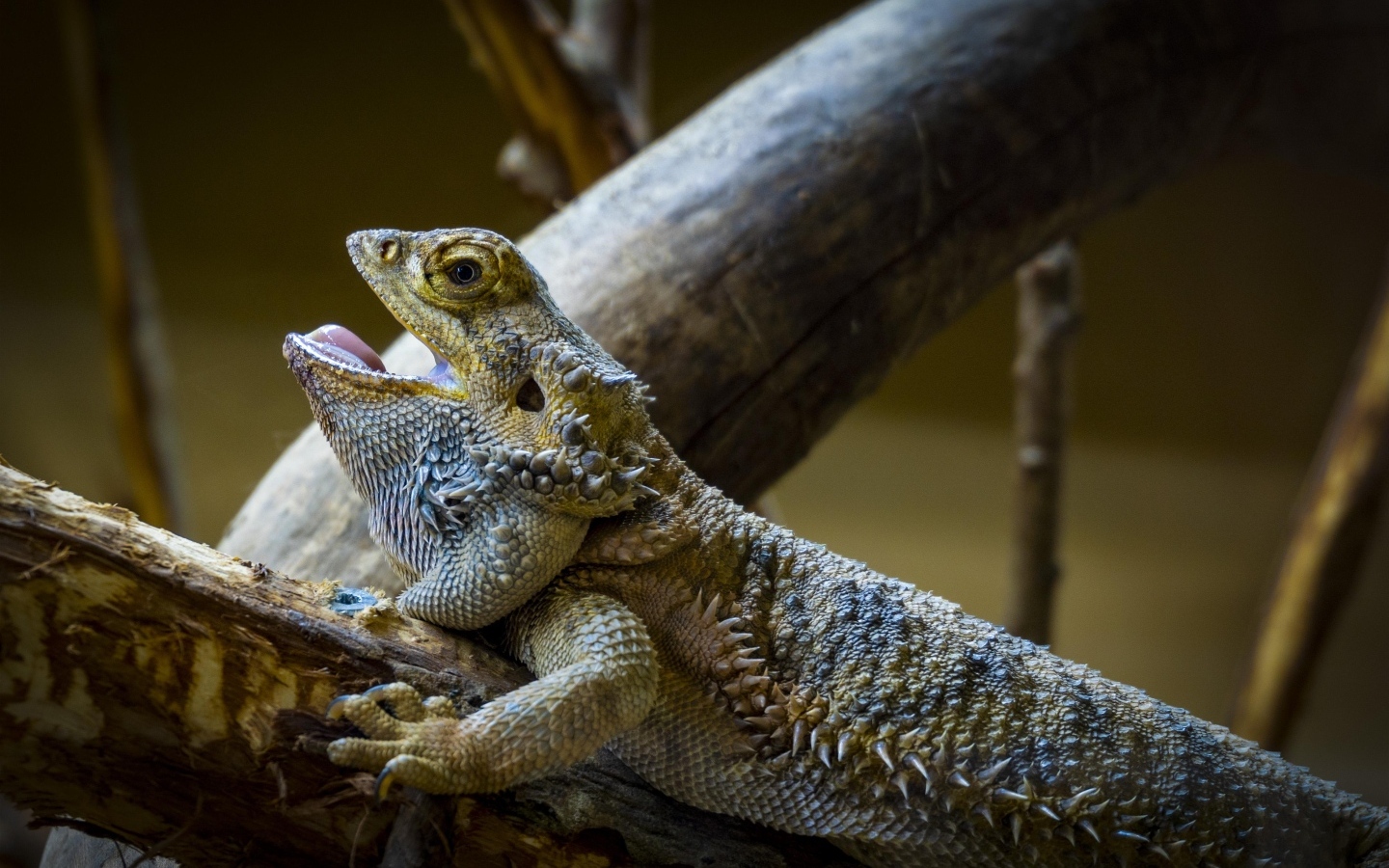 Большая агама на ветке с открытым ртом