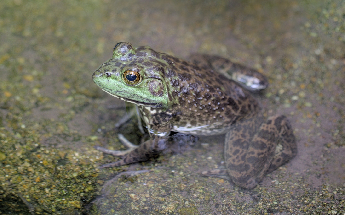 Большая серая жаба сидит в воде
