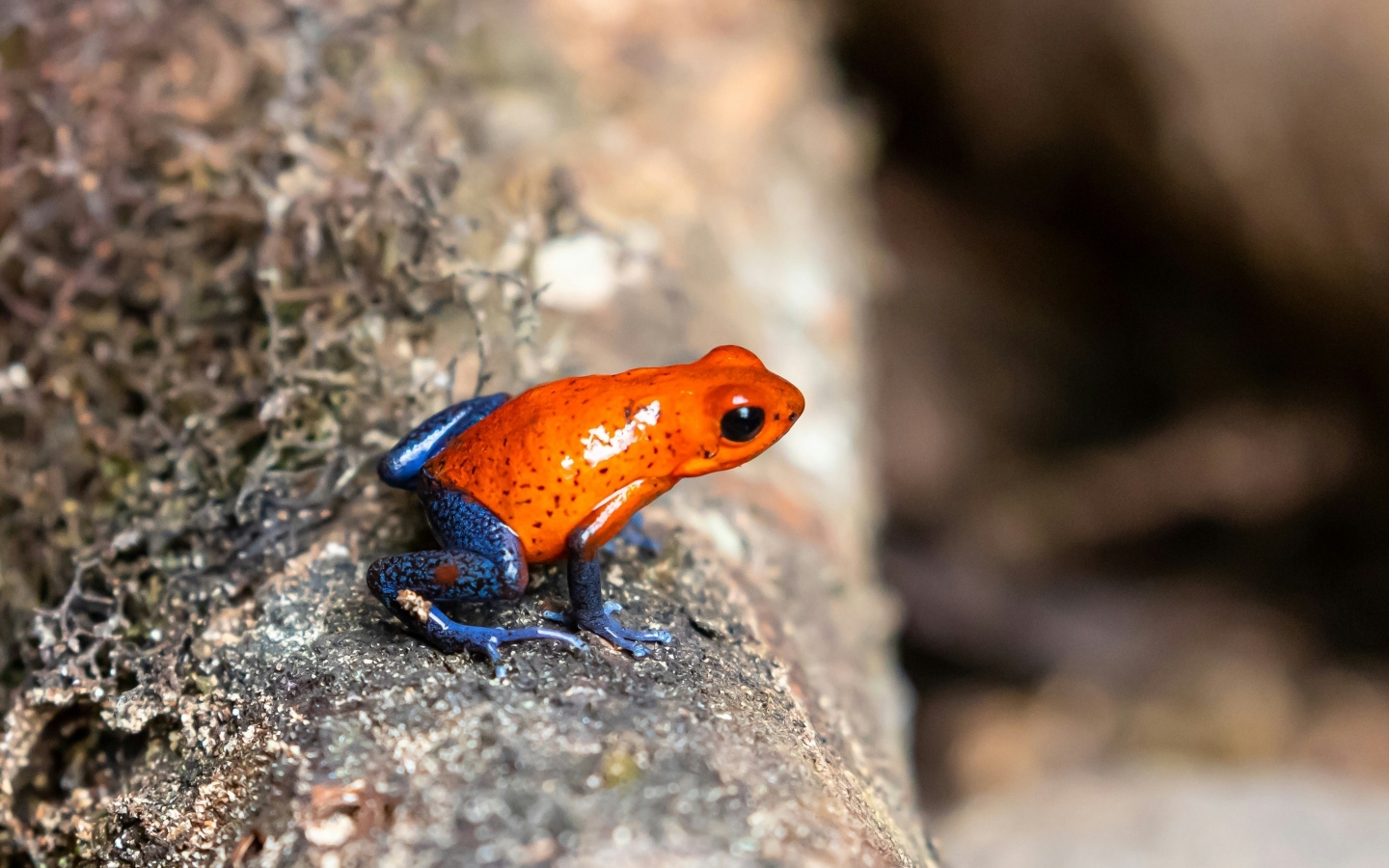 Красная лягушка с синими лапками  на камне