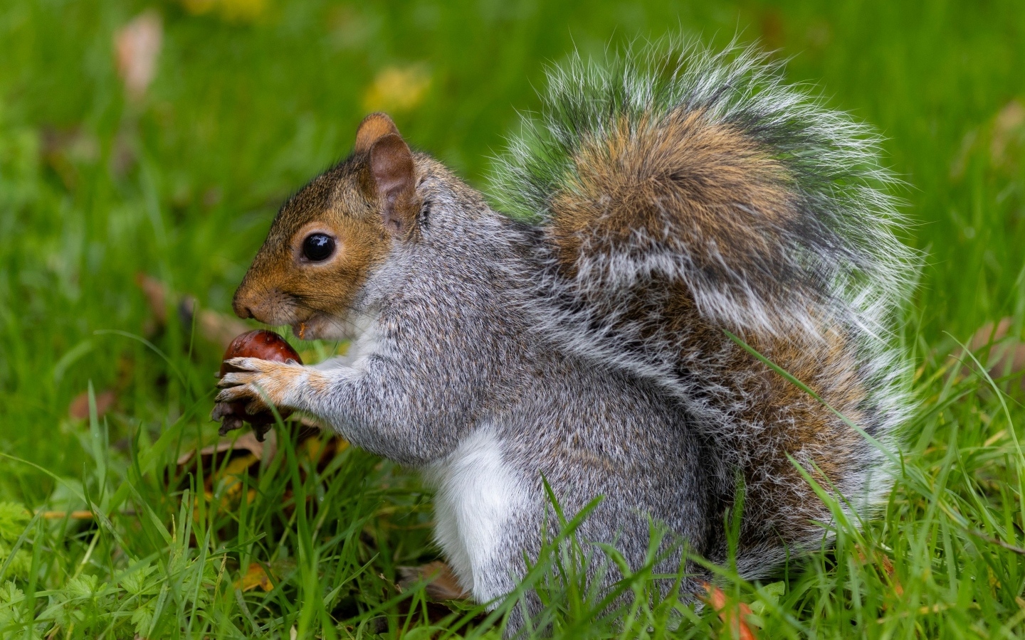 Пушистая серая белка с орехом в траве