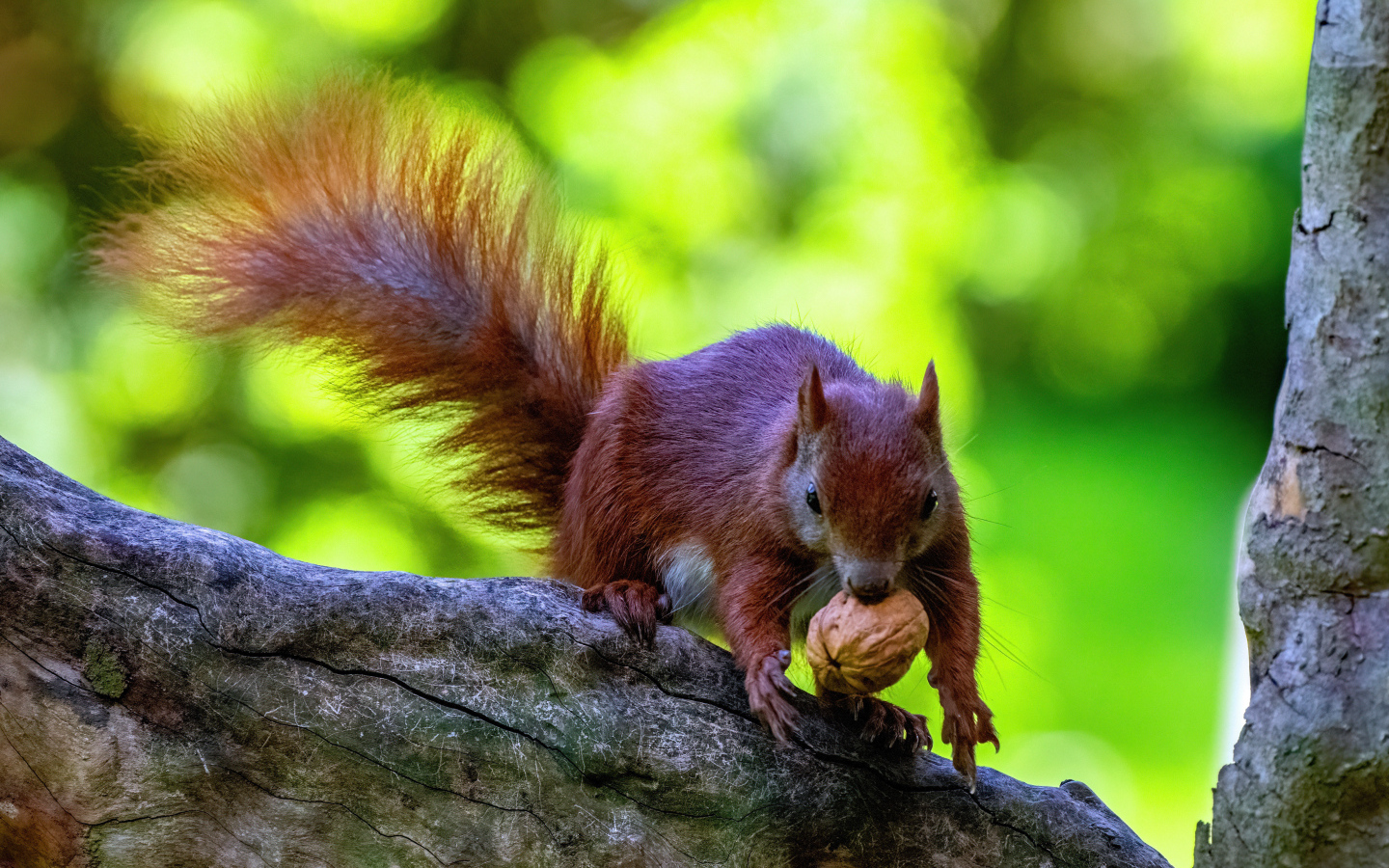 Пушистая рыжая белка с грецким орехом на ветке