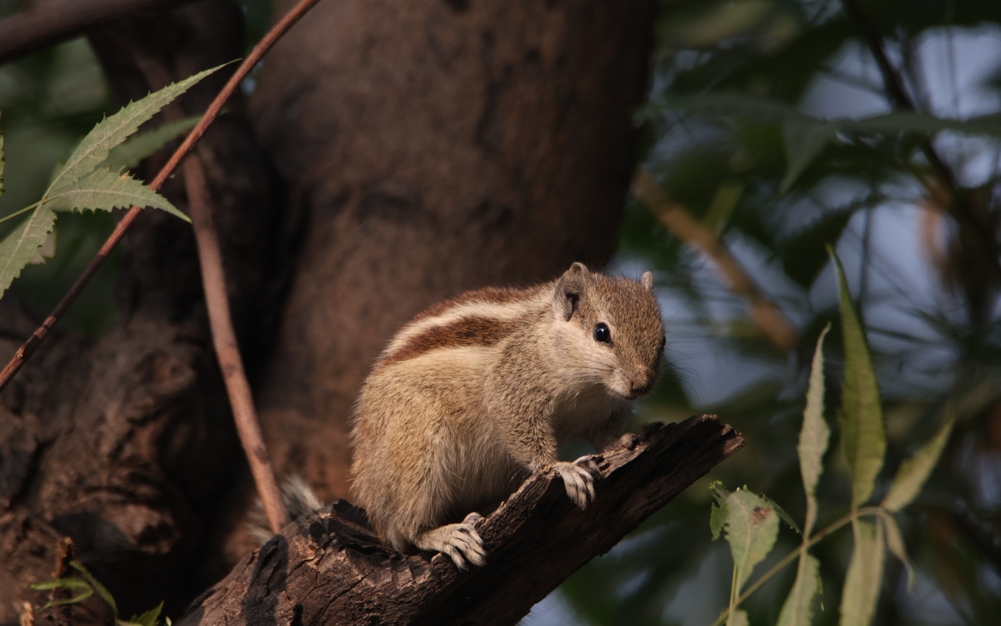 Маленький бурундук сидит на ветке