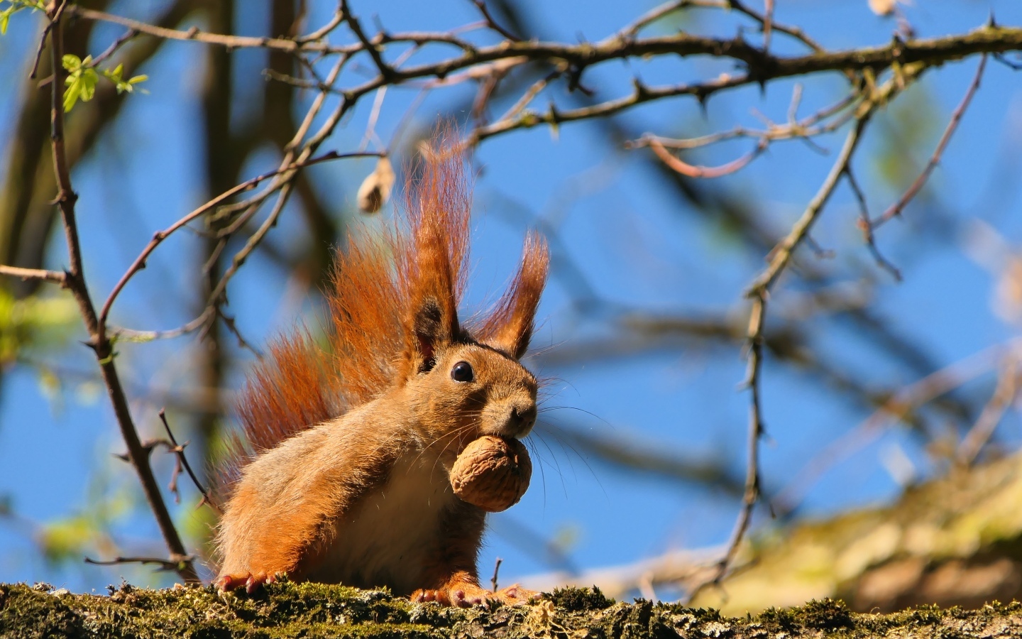 Рыжая белка с грецким орехом на ветке