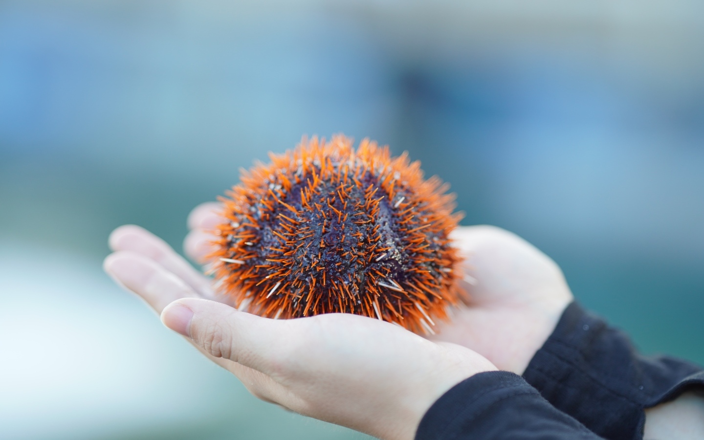 Морской еж в ладонях