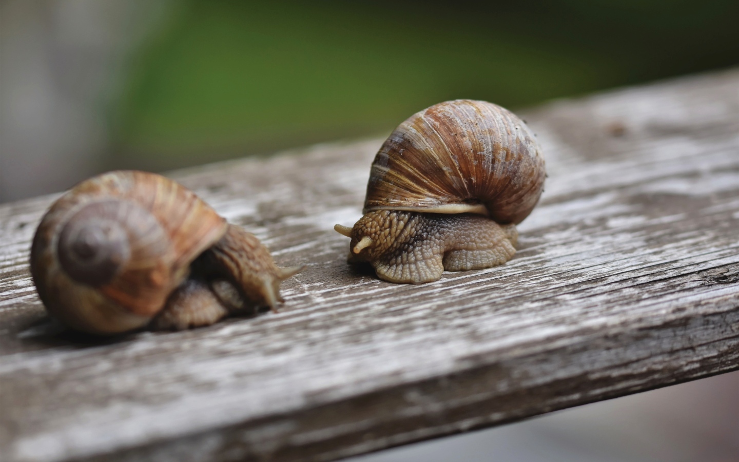 Две большие улитки сидят на доске