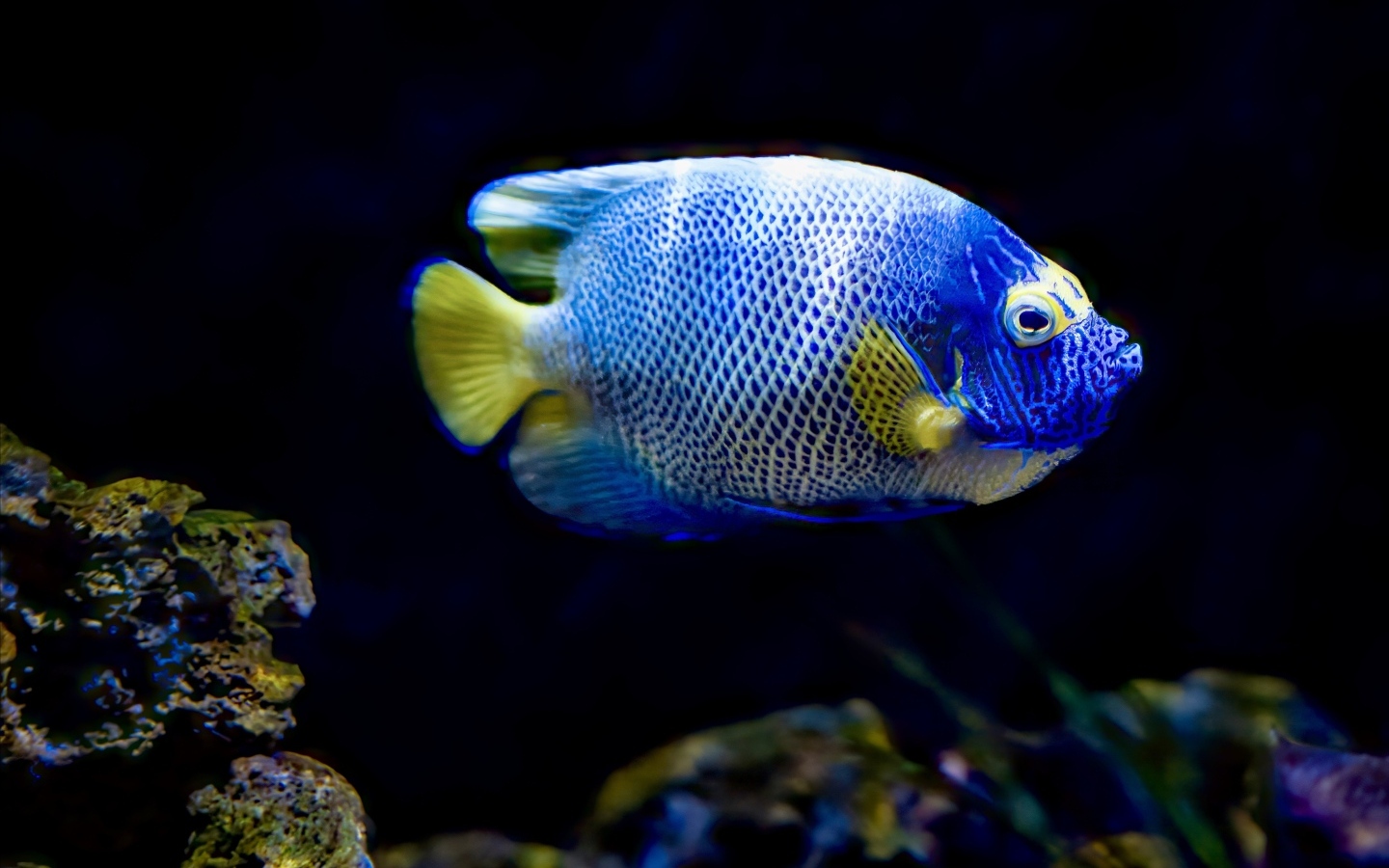 Рыба голуболицый ангел в воде