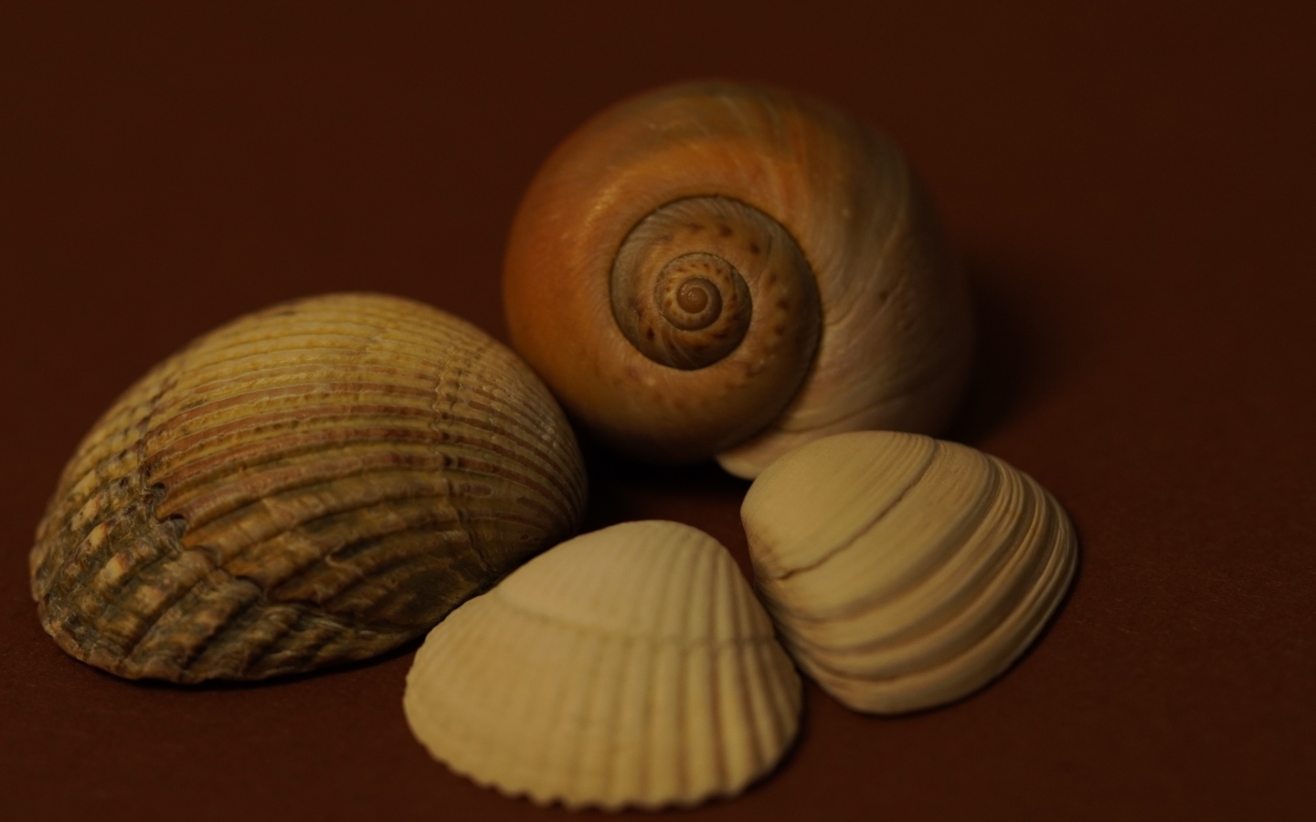 Большие красивые ракушки на коричневом фоне