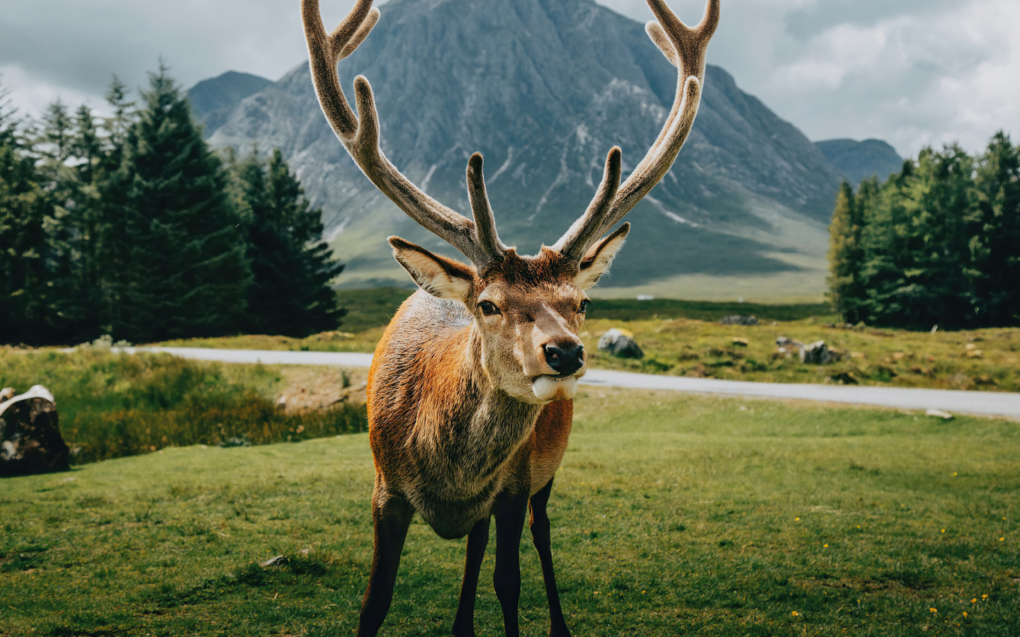 Олень с большими рогами на фоне гор