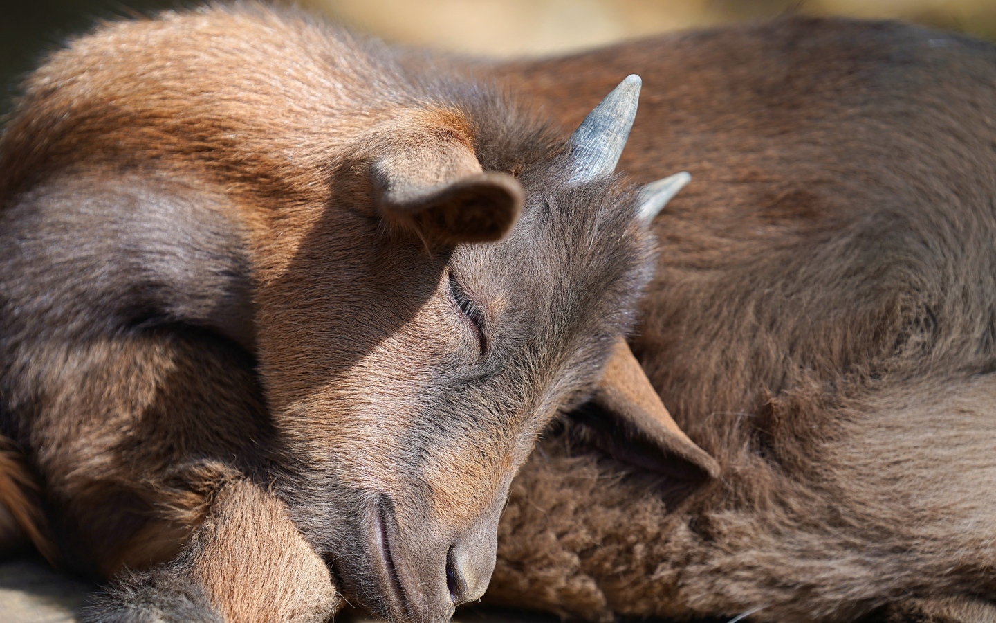 Маленький коричневый спящий козленок