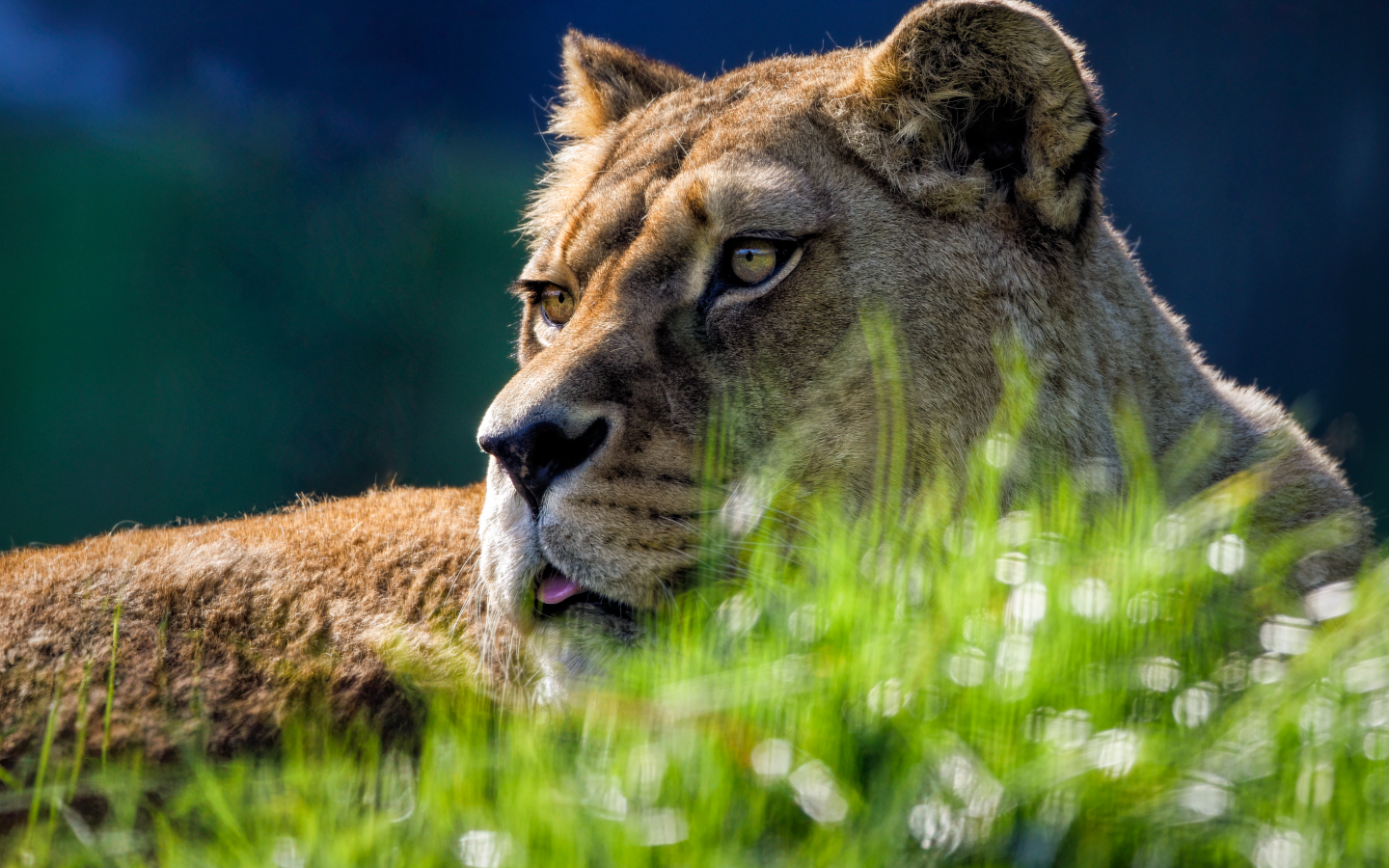 Большая львица лежит в зеленой  траве