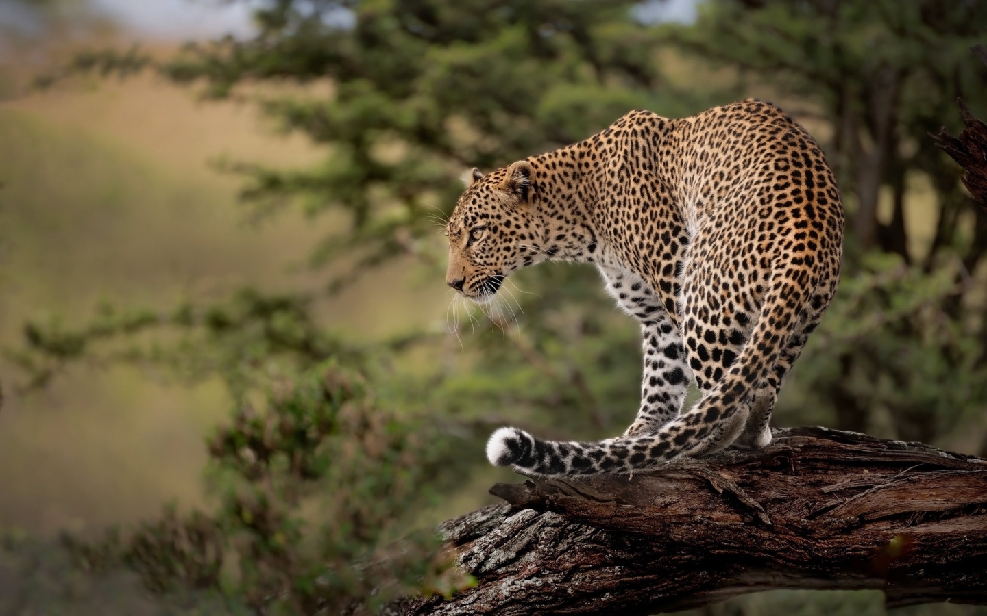 Большой пятнистый леопард стоит на сухом дереве