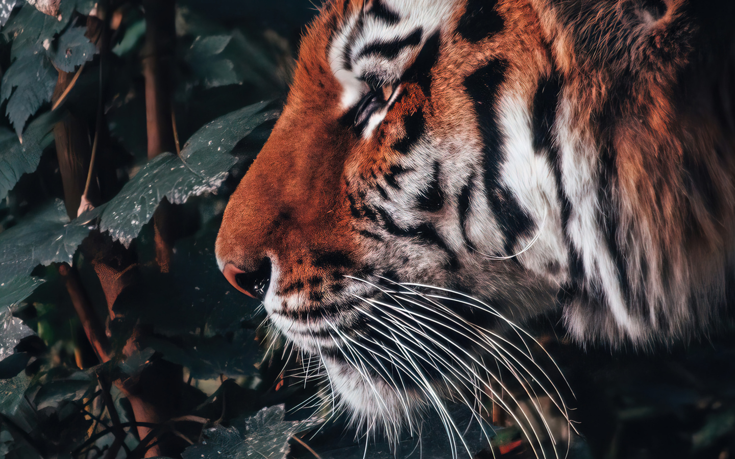 Большой полосатый тигр стоит дерева с зелеными листьями