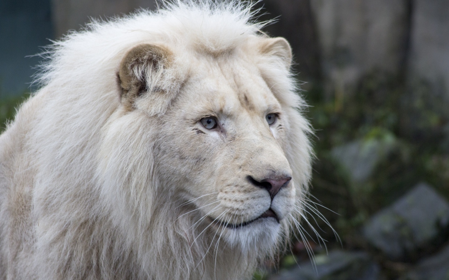 Большой белый голубоглазый лев